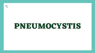 Pneumocystis  Pneumocystis jirovecii  medzukhruf [upl. by Anirual]