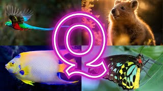 Quirky Creatures Discover Animals and Birds Starting with Q [upl. by Ashok]