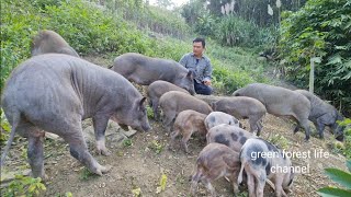 Gardening and raising wild boar in the mountains Green forest life ep247 [upl. by Soracco]