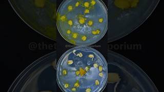 How Does Slime Mold Eat [upl. by Ina503]