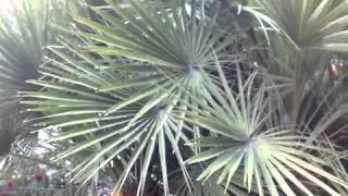 Chamaerops humilis  Mediterranean European Fan Palm [upl. by Vidal959]