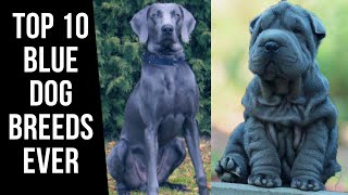 Top 10 Blue dog breeds Ever [upl. by Alletsyrc10]