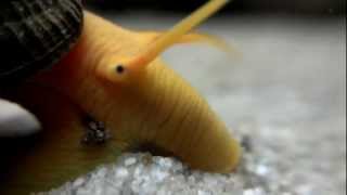 Poso Orange Rabbit Snail Tylomelania zemis [upl. by Nunnery858]