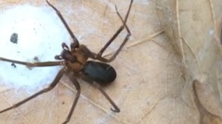 How to ID a Brown Recluse Spider  identify a fiddleback or violin arachnid [upl. by Irmgard]