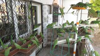 Parrots in OMAN Yellow faced Amazon parrot in Muscatbirdslover birdsfeeder chirpingbirds [upl. by Nnod]