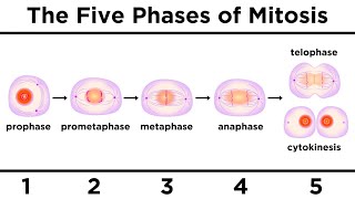 Mitosis How One Cell Becomes Two [upl. by Anirdua]