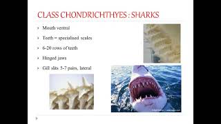 Class Chondrichthyes  1 [upl. by Ierna]