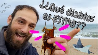 Huevo de RAYA o de TIBURÓN en la playa 🐟 Identificamos la especie [upl. by Aidualk417]