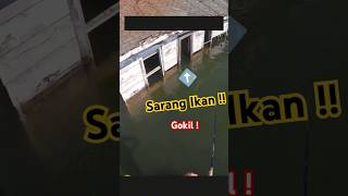 Spot mancing di rumah yang tenggelam  🥶 fishing amazing inspiration inspirational story [upl. by Naras334]