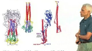 Hemagglutinin conformational changes  Stephen Harrison HarvardHHMI [upl. by Elmore]