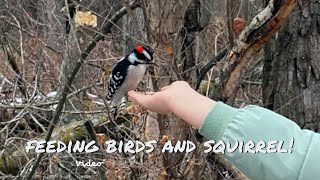 Feeding birds and squirrel video [upl. by Noscire]