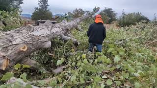 Husqvarna chainsaws doing work 480cd 357 with pipe vs 572xp and a 592xp dodging houses [upl. by Crelin]