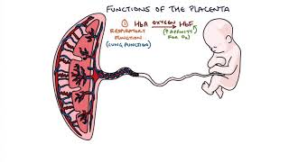 Understanding the Placenta [upl. by Ahslek]