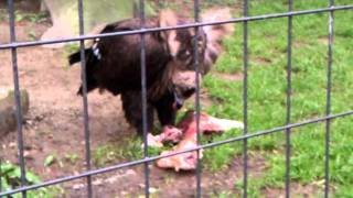 Cinereous Vulture eat carcas  Planckendael [upl. by Norford871]