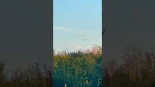 Black Headed Gull Flock Quarrelling In The Air birds avian nature [upl. by Krahmer]