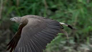 Greyheaded fish eagle [upl. by Aicittel]