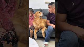 Golden Retriever vs Owner PK dog funny [upl. by Nnaasil513]