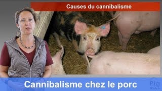 Le cannibalisme chez le porc  Causes et prévention tutoriel PigWatch avec Barbara Früh [upl. by Arivle]