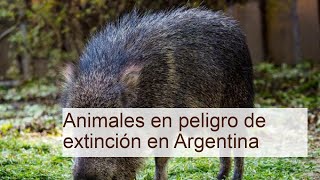 40 Animales en mayor peligro de extinción en Argentina con FOTOS [upl. by Namzzaj]