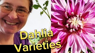 Dahlia varieties Im growing 💗dahlias [upl. by Esten]