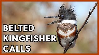 Belted Kingfishers Calls [upl. by Larochelle]