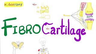 Fibrocartilage  Types of Cartilage  Anatomy amp Histology [upl. by Stonwin]