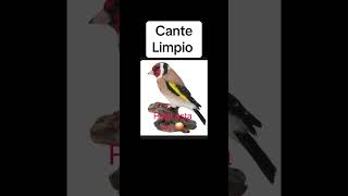 Cante de jilguero limpio [upl. by Sura]