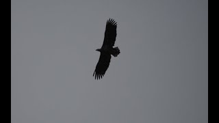 whitetailed eagle soaring [upl. by Dnamron]