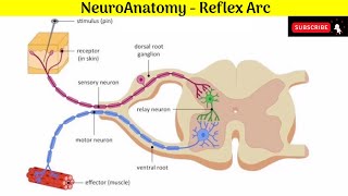 Neuroanatomy  Reflex Arc Anatomy mbbs education neuroanatomy reflexarc [upl. by Bryon]