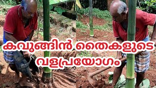 arecanut tree fertilizing കവുങ്ങിൻ തൈകളുടെ വളപ്രയോഗം [upl. by Dnomsad857]