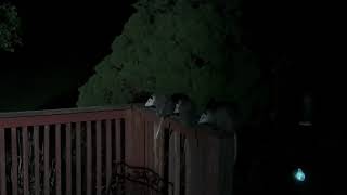 Three young possums eating salami [upl. by Sigrid]