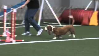 YABTC Agility June 2013 Bassett Hound [upl. by Innoc]