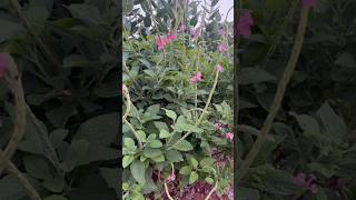 ಉತ್ತರಾಣಿ ಗಿಡ Prickly Chaff Flower Achyranthes Aspera Devils Horsewhip [upl. by Nitsreik]