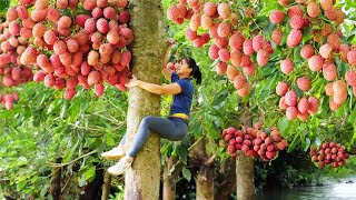 Harvesting Lychee Fruit amp Chicken Eggs Fruit Go To Market Sell  Tiểu Vân Daily Life [upl. by Schertz75]