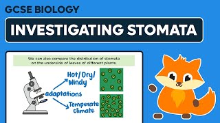 Investigating Stomata  GCSE Biology [upl. by Adnawyek]