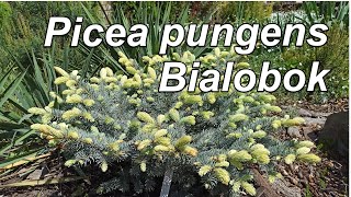 Picea pungens Bialobok Ель колючая Белобок [upl. by Raimondo]