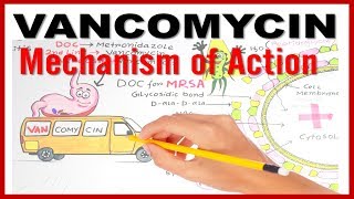 VANCOMYCIN Mechanism of Action [upl. by Rosemari]