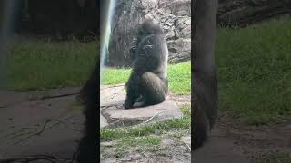 gorillas at disney animal kingdom [upl. by Vasiliki]