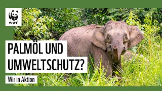 Palmöl und Umweltschutz  geht das  Tabin 1  WWF Deutschland [upl. by Olmsted]