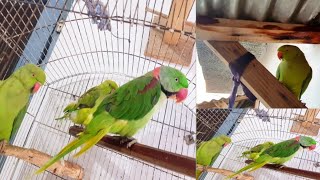 Ringneck Parrot Video  Miyan Mitthu Parrot Talking In Sweet Voice Talking  Mithu Tote Ki Awaaz [upl. by Alaric]