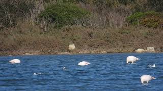 Blackheaded Gull Gabbiano comune Larus ridibundus [upl. by Adnalor]