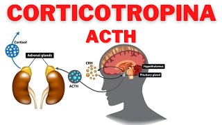 Corticotropina acth cosè spiegazione semplice [upl. by Mackoff]