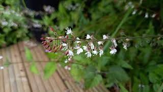 Uncovering the Magic of Enchanters Nightshade A Close Look at a Wildflower with charming Folklore [upl. by Phila]