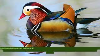 Mandarin Duck  About Mandarin Ducks [upl. by Docile654]