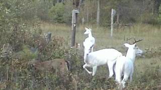 Boulder Junction WI  Wild Albino Deer of Northern Wisconsin [upl. by Neraj]