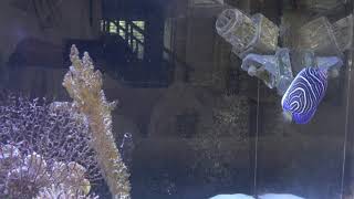 Emperor angel and mono fish in 240 gallons acrylic saltwater aquarium [upl. by Alvord]