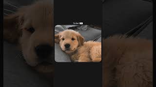 Tu hai meri ❤️🐕🐕youtubeshorts 🐕doglovershortvideostatuslovestatus [upl. by Langham391]