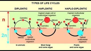 haplontic diplontic and haplodiplontic life cycle [upl. by Adnolehs606]