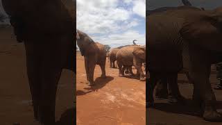 David sheldricks elephant orphanage [upl. by Attekal]