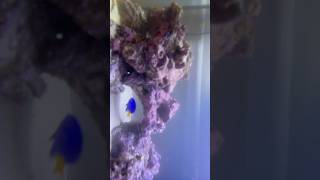 My Saltwater Tank Is Finally Clear shorts aquarium [upl. by Aoket]